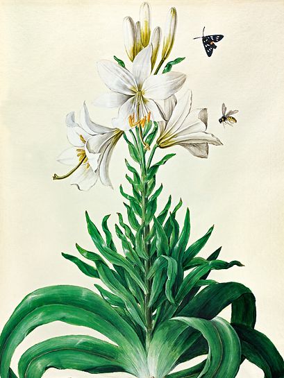 Image Lilium candidum L.