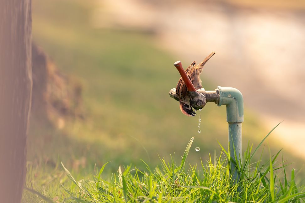 Bird drinking from garden tap