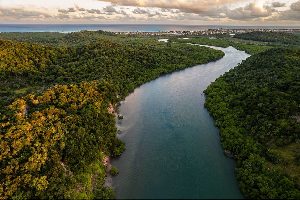 A river in a forest