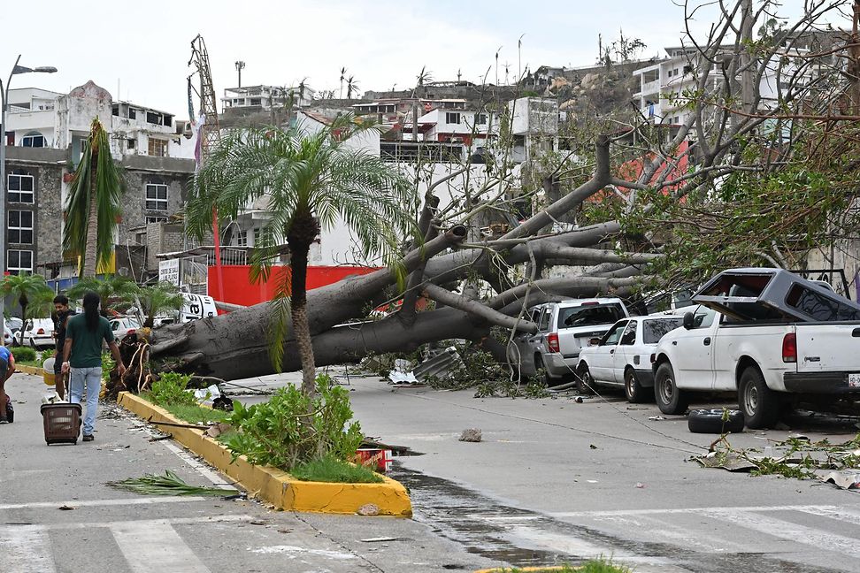 Fallen tree on street 