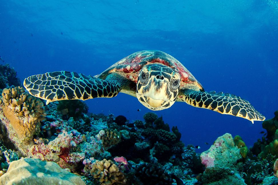 A sea turtle swims over a formation in the ocean