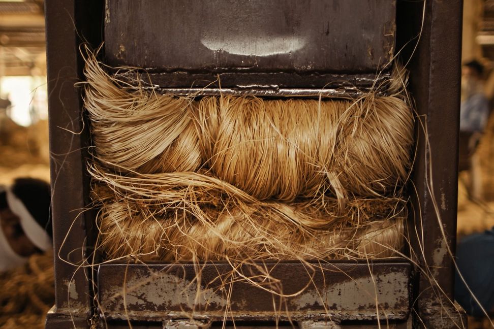 Fibres from the abacá plant for further processing in a metal press