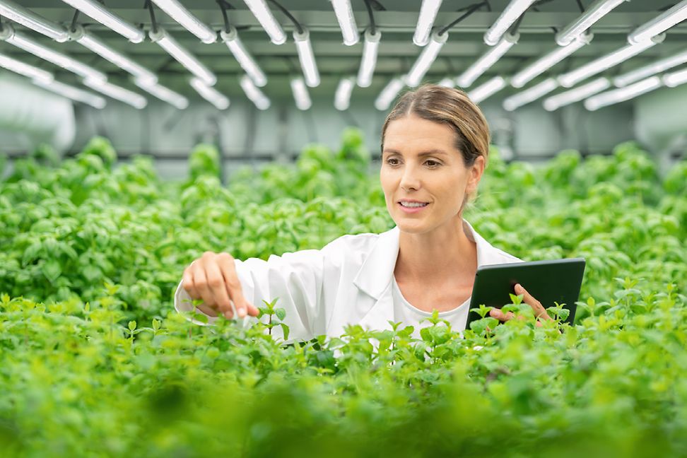 Scientist looking at plants