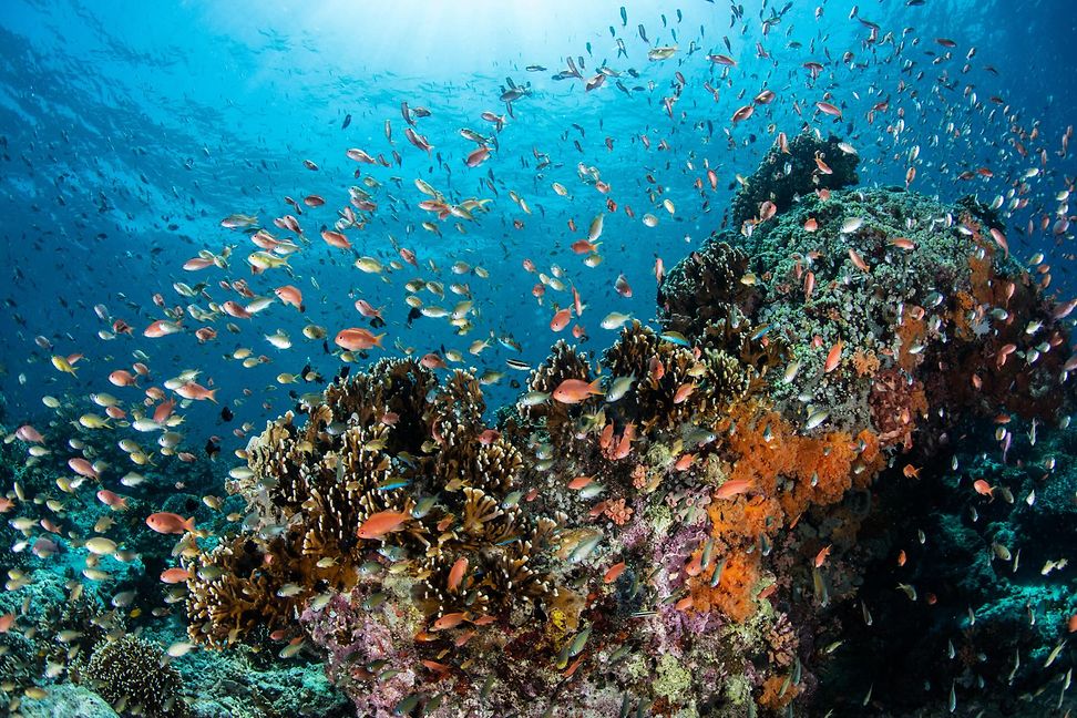 Fish and reef in an ocean