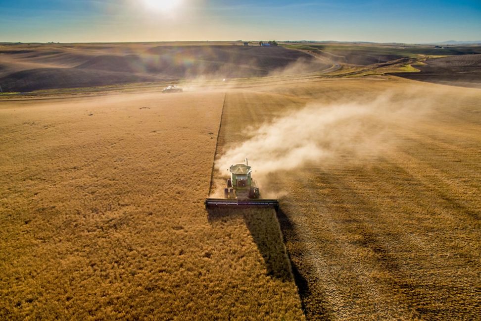 Tractor drives through field to harvest