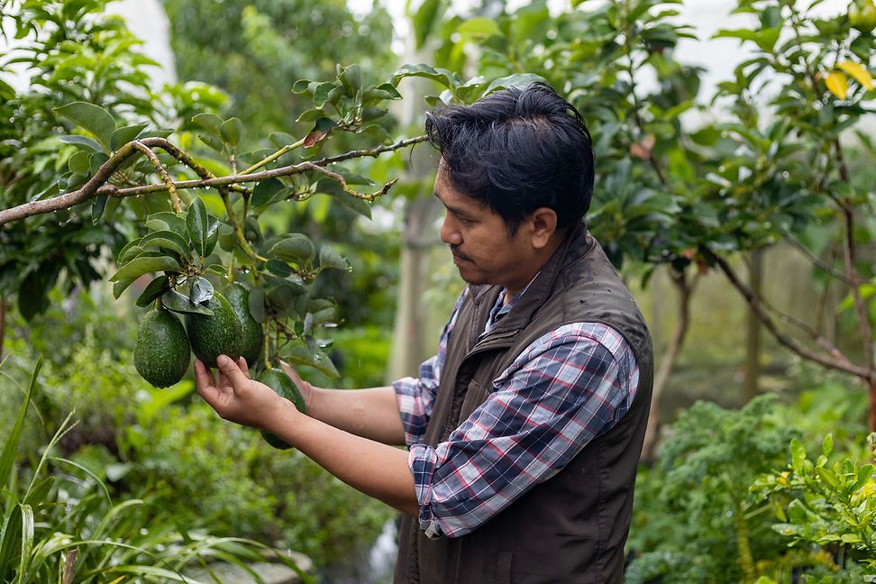 Man plucking avocados