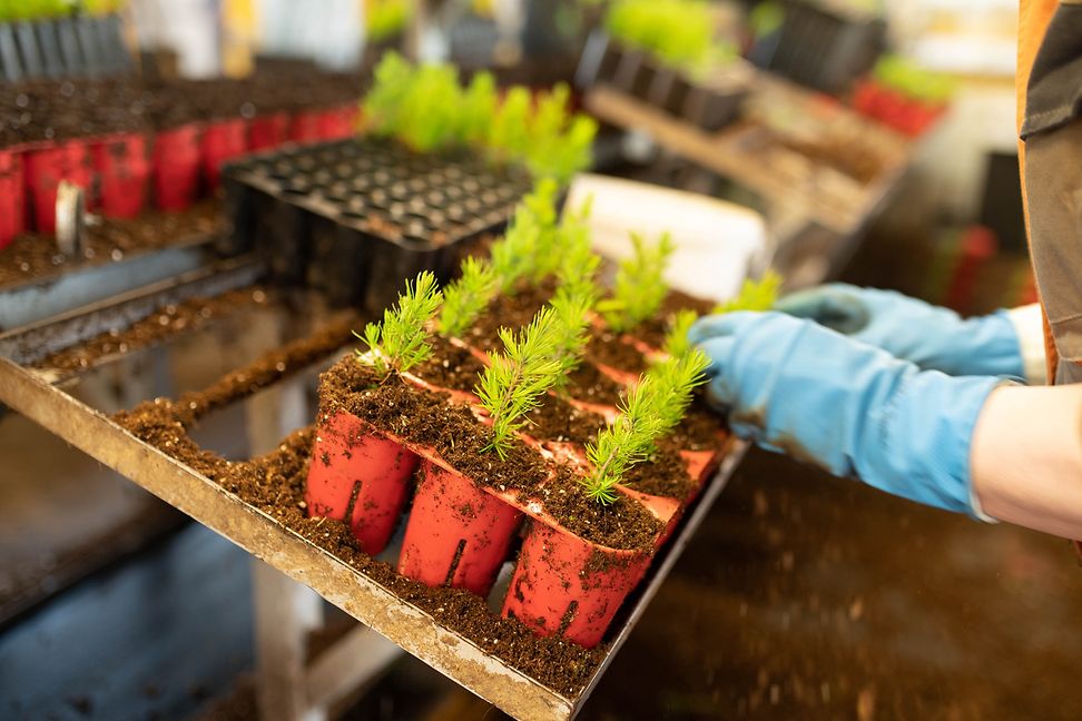 In a tree nursery, a person dressed in gardening clothes looks after pine seedlings.