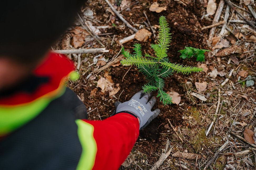 A person plants a pine seedling in the ground.