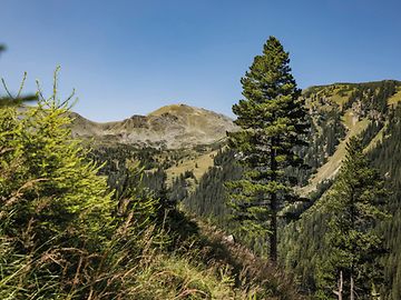 Mountainous landscape with pines and other trees