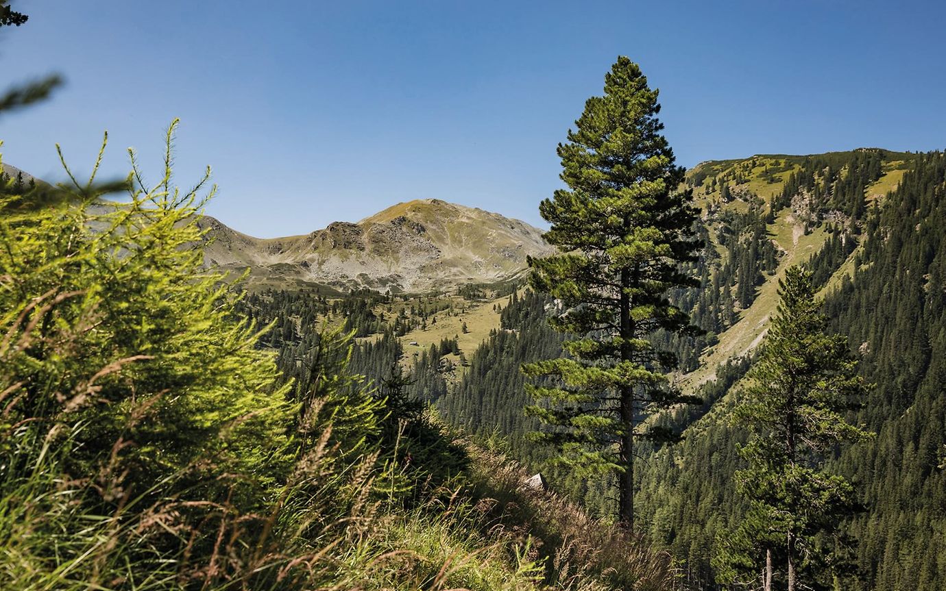 Mountainous landscape with pines and other trees