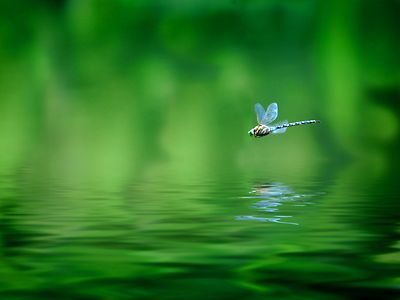 dragonfly hovers over water