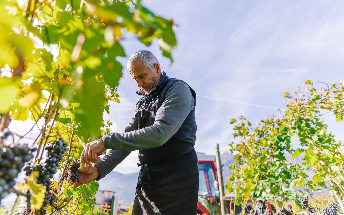 Biological winegrowing