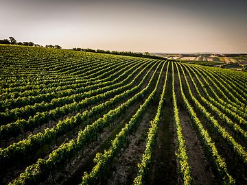 Vista di una cantina dell'azienda vinicola