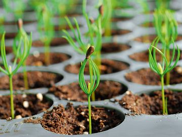 Dettaglio di una pianta forestale in contenitore di Lieco