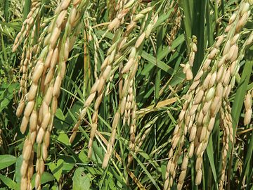 La grande risaia di RiceTec